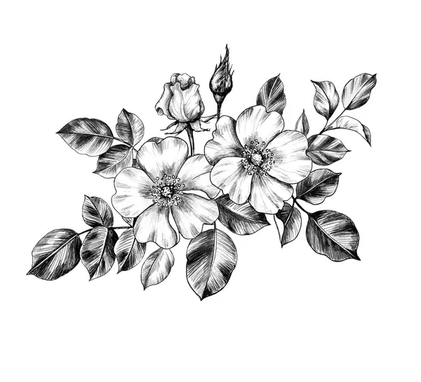 Hand drawn branch of Wild-Rose — Stock Photo, Image