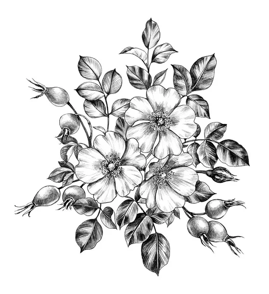 Bunch dessiné à la main avec des fleurs de chien-rose et des baies — Photo