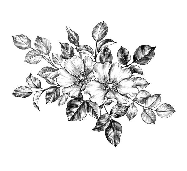 Hand drawn Dog-Rose Flowers — Stock Photo, Image