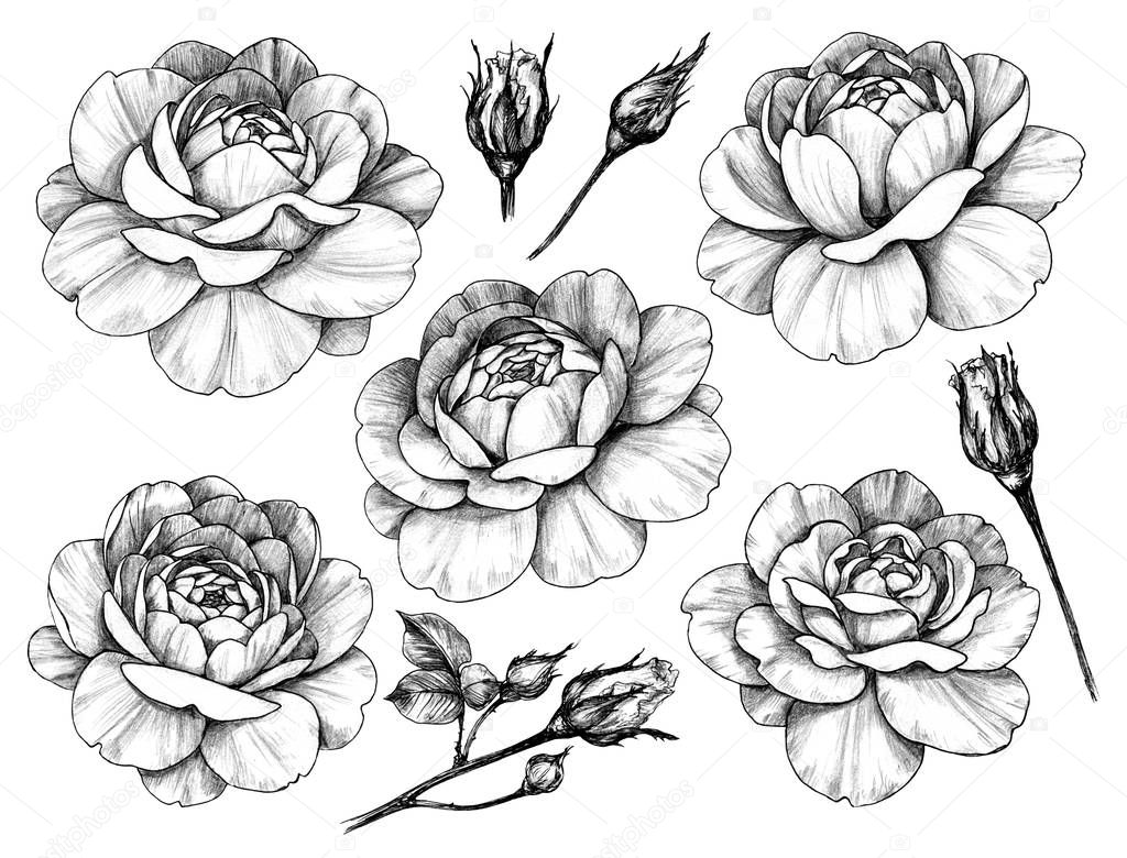 Hand drawn set of Rose Flowers and Buds