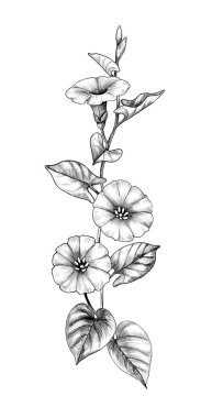 Yaprakları ile el çizilmiş bindweed çiçek
