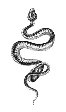 El çizilmiş mono sürüngen Python 