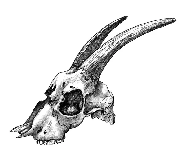 Koza czaszka widok z boku ołówkiem — Zdjęcie stockowe