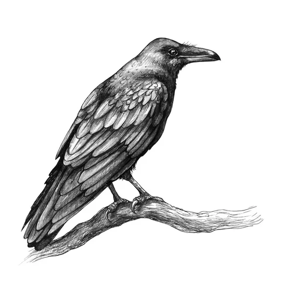 Dibujo a lápiz de vista lateral Raven — Foto de Stock