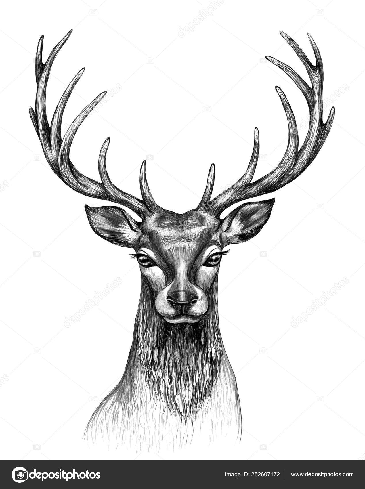 deer head front view