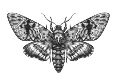 Hand Drawn Acherontia Styx Butterfly clipart
