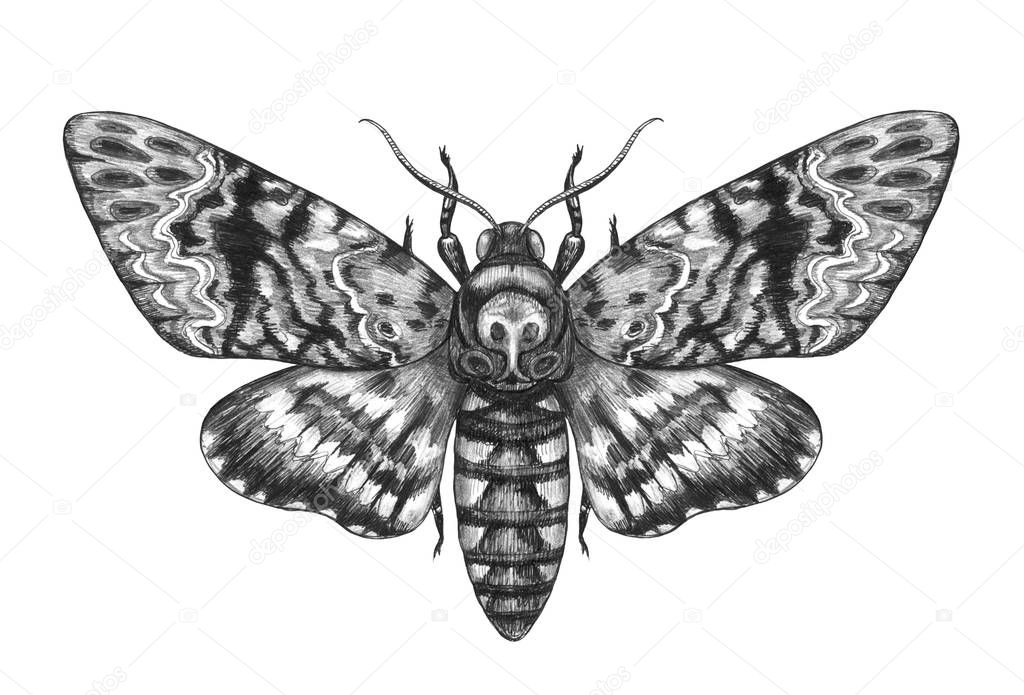 Hand Drawn Acherontia Styx Butterfly