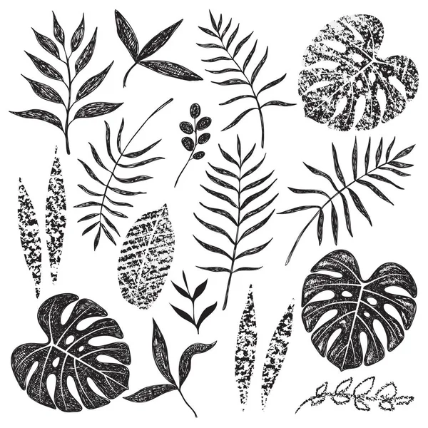 Hand Drawn Tropical Leaves Set — Stock Vector