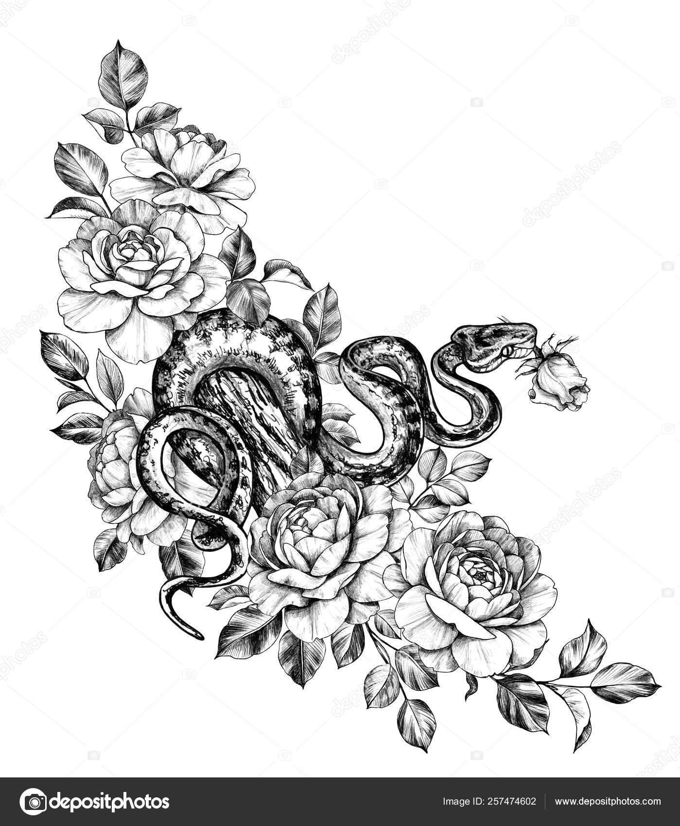Hand Drawn Monochrome Creeping Python among Rose Flowers Stock ...