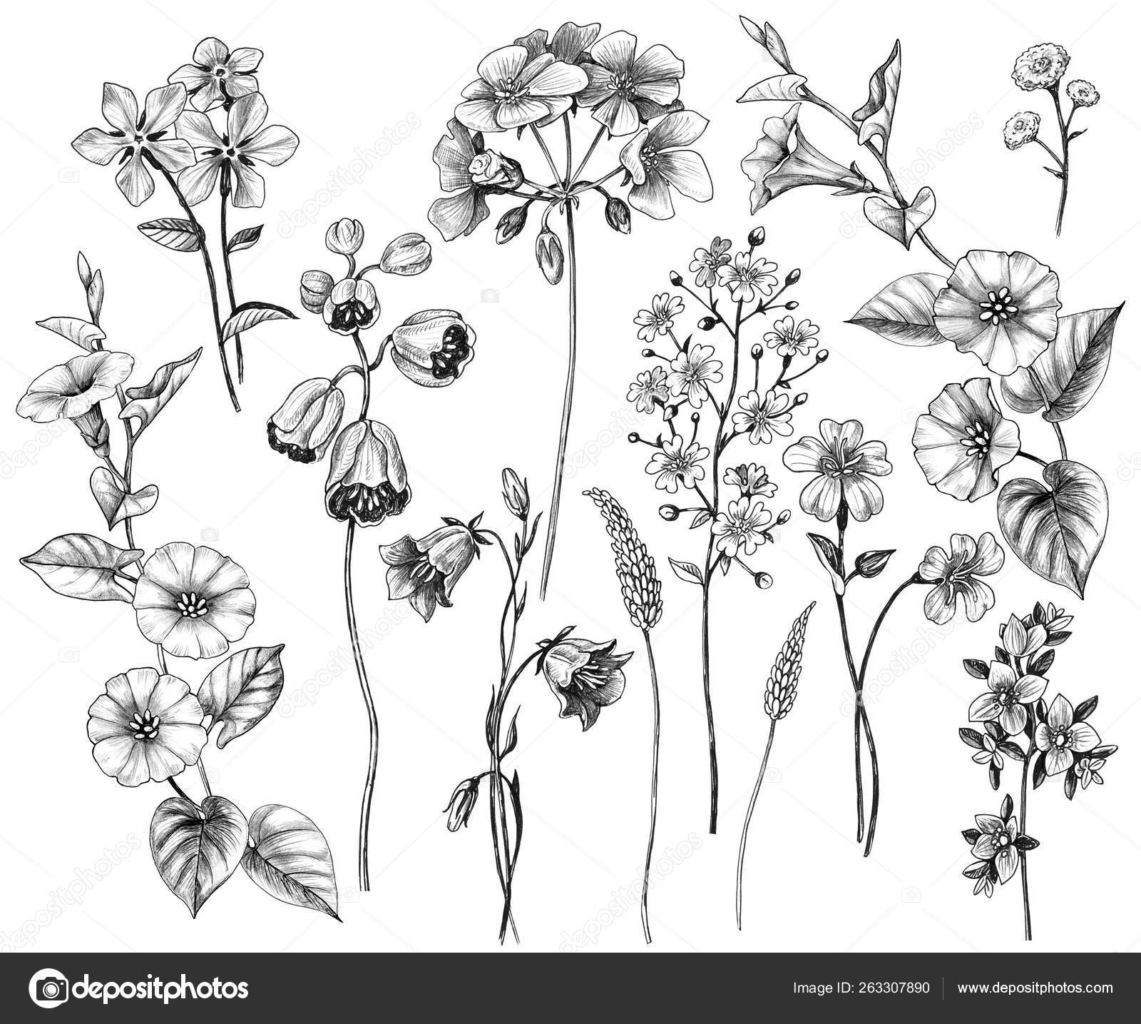 Hand Drawn Wild Flowers Set Stock Illustration by ©Valiva #263307890