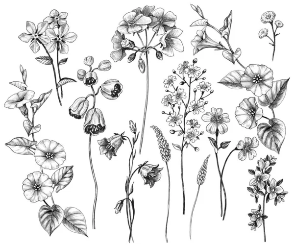 Conjunto de flores selvagens desenhadas à mão — Fotografia de Stock