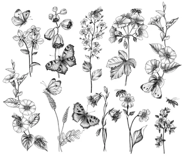 Hand Drawn Wild  Flowers and Insects — Stock Photo, Image