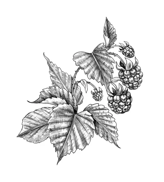 Гілка малини з ягодами і листям — стокове фото