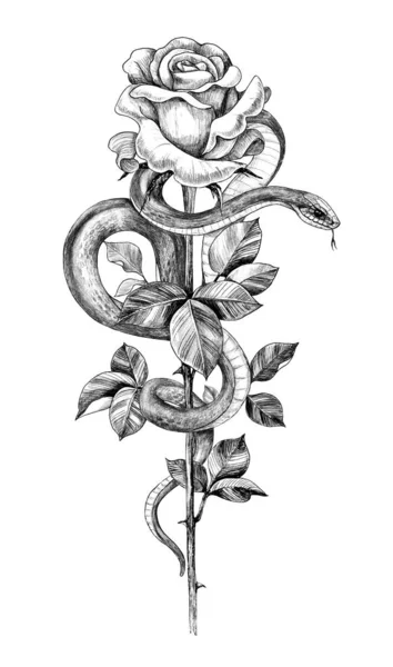 Pencil Drawing Snake with Rose