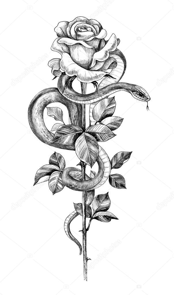 Matita Disegno Serpente con Rosa Illustrazione stock di ©Valiva #271540946