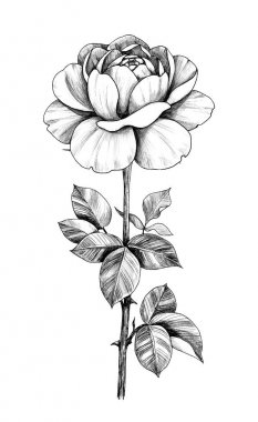 Elle çizilmiş gül yaprakları ile