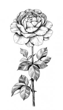 Çiçekli El Çizilmiş Gül Dalı 