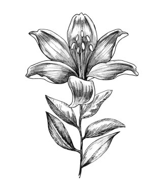 El çizilmiş Zambak Çiçeği Dalı