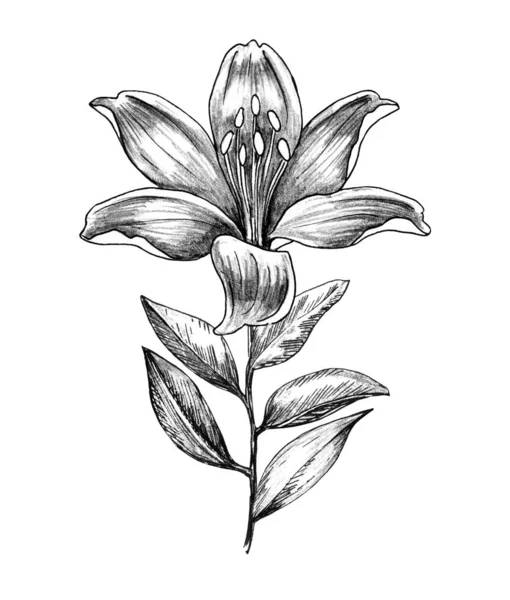 Kézzel rajzolt Lily Virágfiók — Stock Fotó