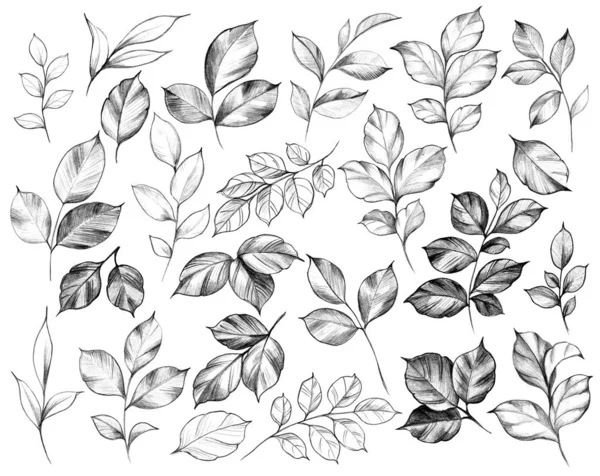 Conjunto desenhado à mão de várias folhas — Fotografia de Stock