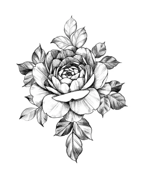 Composição Floral desenhada à mão com Rosa e Folhas — Fotografia de Stock