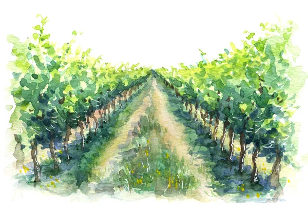 (Inggris) Rural Scene Fragment of Vineyard Watercolor Sketch — Stok Foto