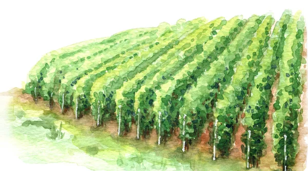 (Inggris) Watercolor Sketch Rural Scene Fragment of Vineyard — Stok Foto