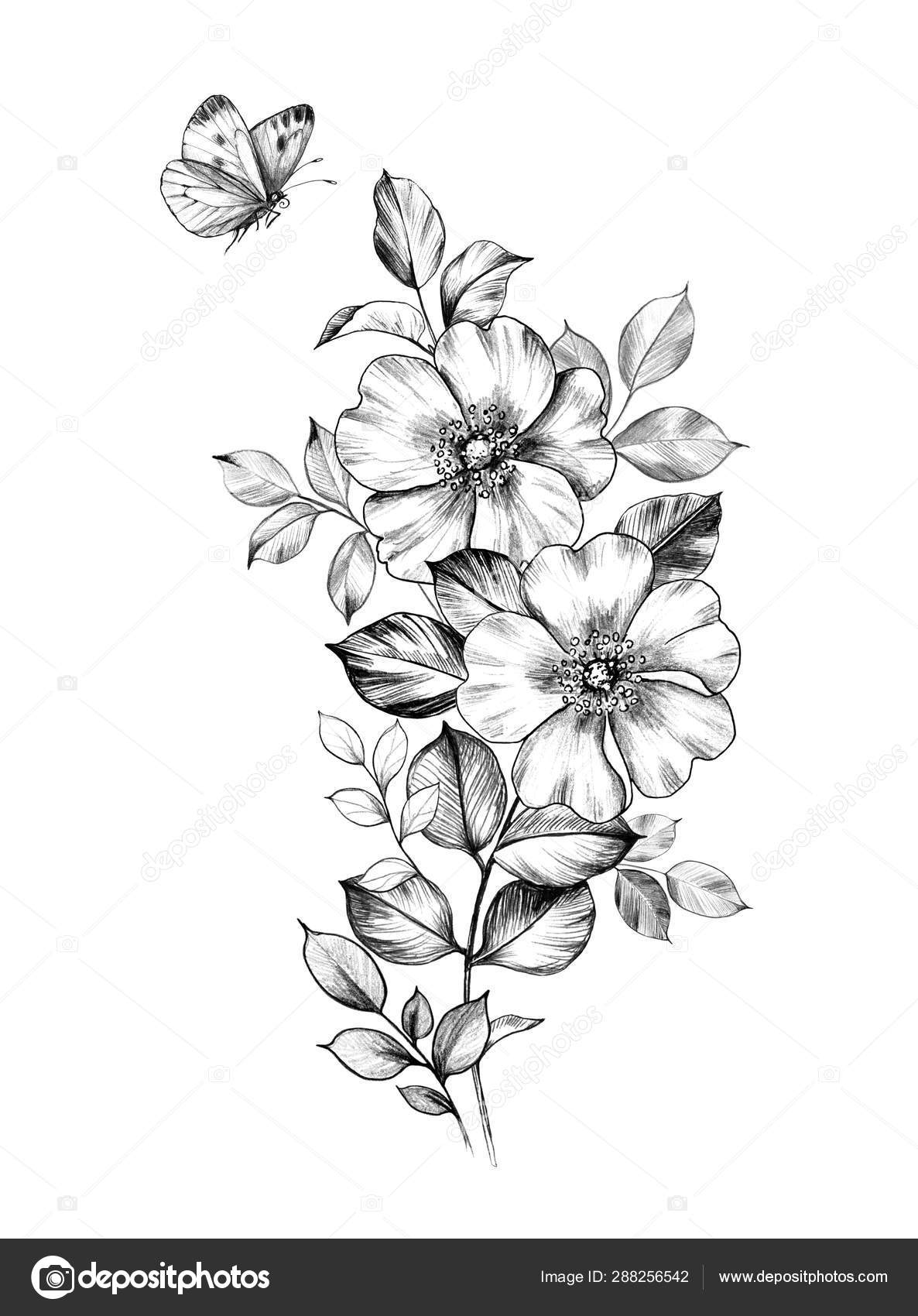 Hand Drawn Flowers With Butterfly Stock Photo Valiva