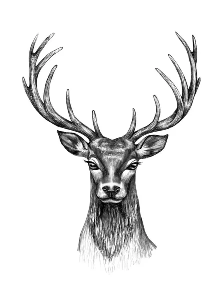사슴 머리, 와, 뿔, 연필 그림 — 스톡 사진