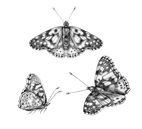 Mariposas dibujo lapiz fotos de stock, imágenes de Mariposas dibujo lapiz  sin royalties | Depositphotos