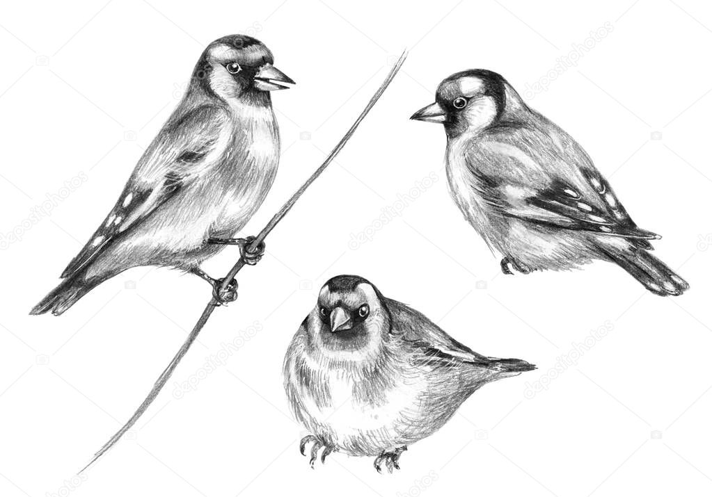 Hand Drawn Sitting Goldfinch  Birds  