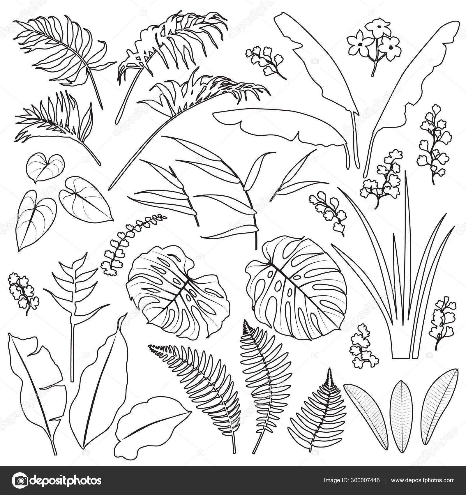 Tropical Leaves and Flowers Outline Set \u2014 Stock Vector