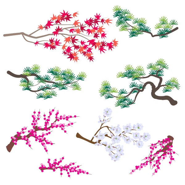 Maple japonês, pinheiro coreano e ramos de árvore florescente —  Vetores de Stock