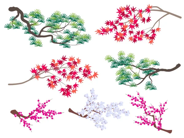 Pinheiro coreano, bordo japonês e ramos de cereja florescendo —  Vetores de Stock