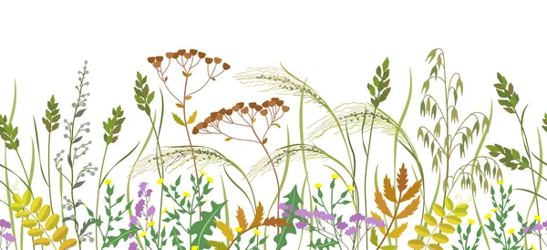 Bordure sans couture avec des plantes sauvages d'automne — Image vectorielle