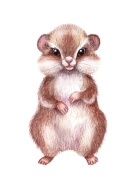 El Çekimi Hamster Beyazın Üzerinde İzole Edildi