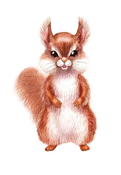 Kézzel rajzolt mókus elszigetelt fehér — Stock Fotó