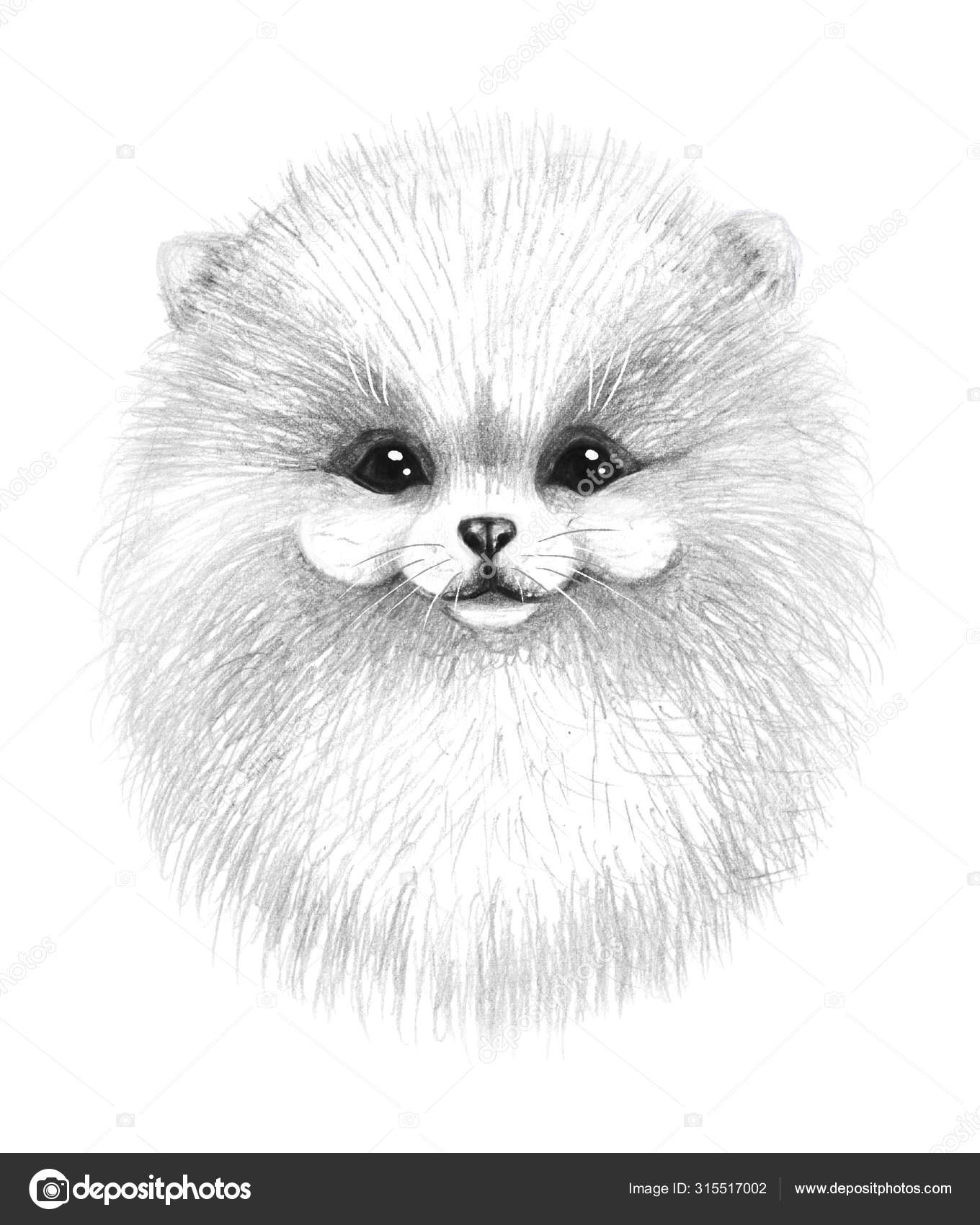 Hand Drawn Cartoon Pomeranian Dog Stock Photo by ©Valiva 315517002 Hand Drawn Cartoon Pomeranian Dog Stock Photo by ©Valiva 315517002