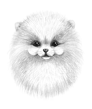 El Çizimi Çizimi Pomeranian Köpeği   