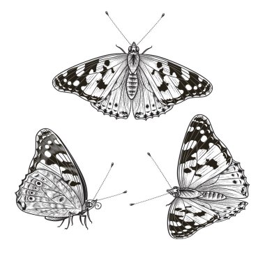 El çizimi kelebek beyazı izole eder. Vector monokrom kenar görünümü ve üst manzara kelebekleri klasik tarzda. Dövme tasarımı, boyama sayfası, çiçek dekorasyonu için siyah ve beyaz böcekler.