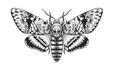 Hand drawn Acherontia Styx butterfly isolated on blank background. Vector monochrome Death's-Head Hawk Moth top view. Black and white Illustration in vintage style, t-shirt design, tattoo art. clipart
