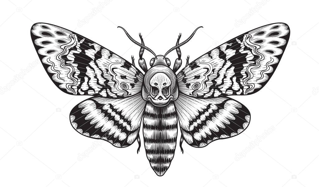Hand drawn Acherontia Styx butterfly isolated on blank background. Vector monochrome Death's-Head Hawk Moth top view. Black and white Illustration in vintage style, t-shirt design, tattoo art.