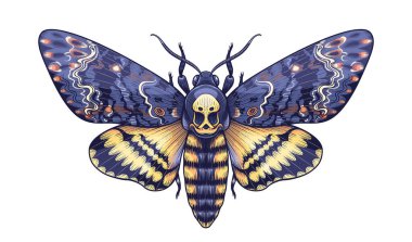 Hand drawn Acherontia Styx butterfly isolated on white background. Vector Death's-Head Hawk Moth top view. Colored Illustration in vintage style, t-shirt design, tattoo art. clipart