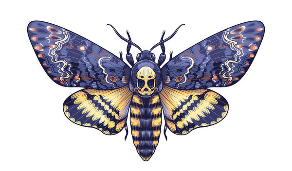 Hand drawn Acherontia Styx butterfly isolated on white background. Vector Death's-Head Hawk Moth top view. Colored Illustration in vintage style, t-shirt design, tattoo art.