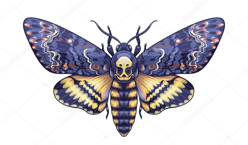 Hand drawn Acherontia Styx butterfly isolated on white background. Vector Death's-Head Hawk Moth top view. Colored Illustration in vintage style, t-shirt design, tattoo art.