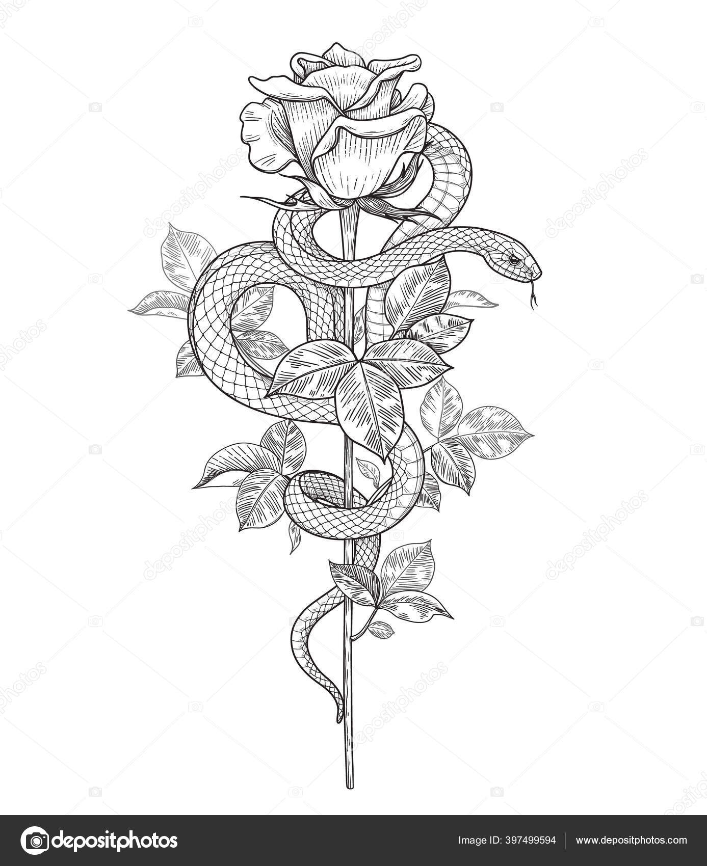 Snake with Roses Tattoo Stencil Vector Stamp Illustration Coloring