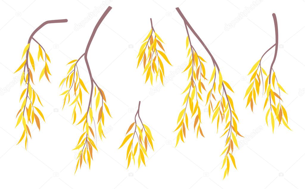 Set of simple autumn tree branches with yellow leaves isolated on white. Colorful foliage weeping willow  tree in fall season. Part of deciduous plant vector illustration in flat style.