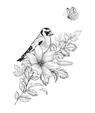 El yapımı ispinoz, beyaz arka planda çiçekli bir dalda oturuyor. Vector monokrom zarif çiçek kompozisyonu ile kuş ve kelebek klasik tarzda, tişört, dövme tasarımı. 