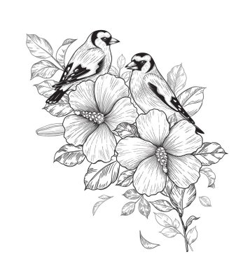 El yapımı ispinozlar, çiçekli Hibiscus dalında oturuyor ve beyaz arka planda izole edilmiş yapraklar bırakıyor. Vector monokrom zarif çiçek kompozisyonu klasik tarzda kuşlar, tişört, dövme tasarımı.