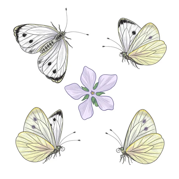 手工绘制的卷心菜蝴蝶集与白色隔离 矢量单色飞行和坐草地蝴蝶的老式风格 用于纹身设计 花卉装饰的装饰细蛾 — 图库矢量图片